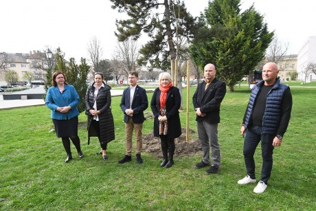 Születés fája Székesfehérváron – idén ezüst hársot ültettek a Jávor Ottó téren